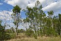 Naturschutzgebiet Werraaue bei Berka und Untersuhl