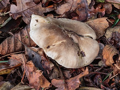 Clitocybe nebularis (Nevelzwam)