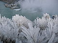 Iced bushes on the banks