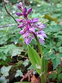 Jumalakäpp (Orchis mascula)