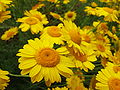 Anthemis tinctoria (Sottotribù Anthemidinae)