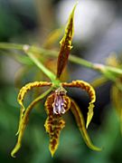 Cyrtochilum angustatum