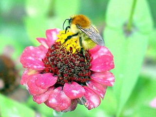 Bombus