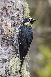 Female M. f. flavigula, Colombia