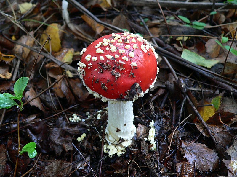 File:Amanita - panoramio.jpg