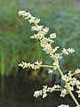 * Nomination: The small flowers of Artemisia lactiflora after rain.-- Famberhorst 17:23, 18 August 2013 (UTC) * * Review needed