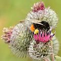 With Bombus lapidarius