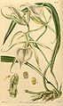 Brassavola nodosa var. nodosa (as syn. Brassavola venosa) plate 4021 in: Curtis's Bot. Magazine (Orchidaceae), vol. 69, (1843)