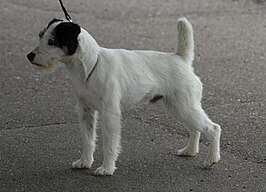 Parson Russell Terrier