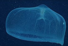 Cnido deepstaria jellyfish.jpg