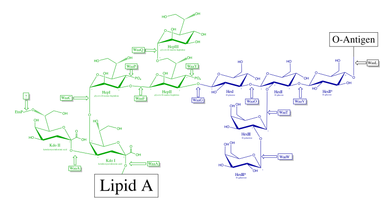 File:CoreOligo.svg