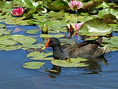 Gallinula tenebrosa (Dusky Moorhen)