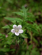 Flower and leaf of Ellisia nyctelea