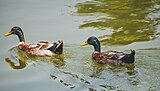 Ducks in the lake