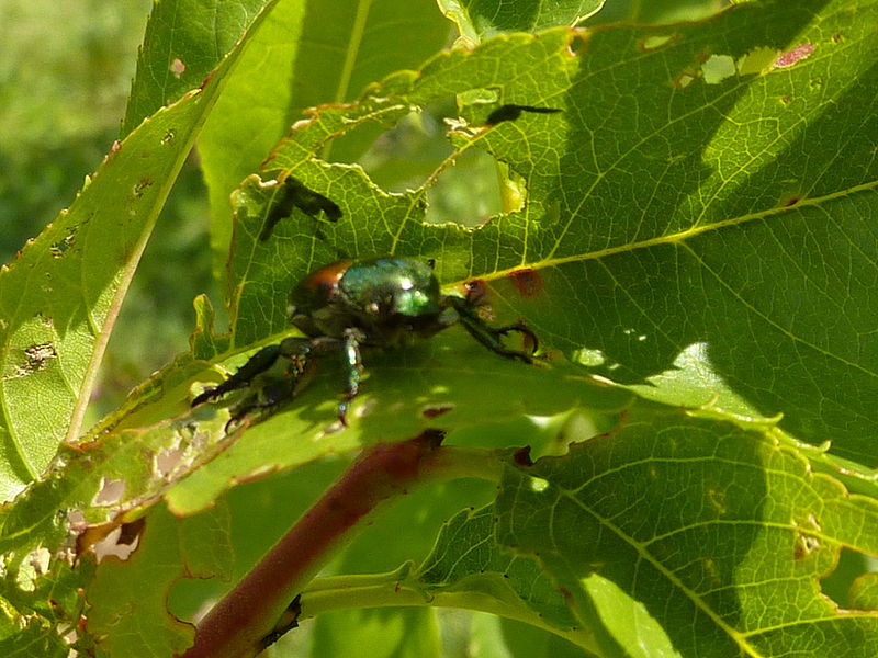 File:Japanese beetle eats peach leaves P1000160.jpg