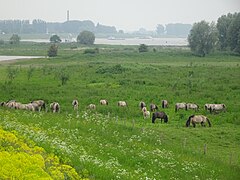 Koniks in de Erlecomse Waard