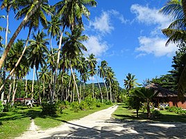 Coconut plantation