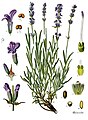 Illustrazione: Lavandula angustifolia