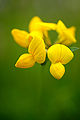 Flor zigomorfa (Lotus corniculatus)