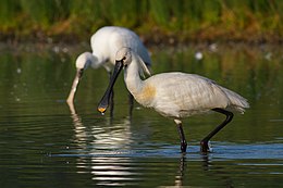 Paprastoji girnovė (Platalea leucorodia)