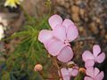 Stylidium scandens