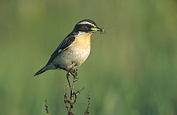 Buskskvätta (Saxicola rubetra), hane.