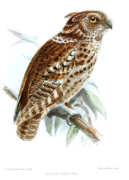 File:ScopsBrookiiKeulemans.jpg