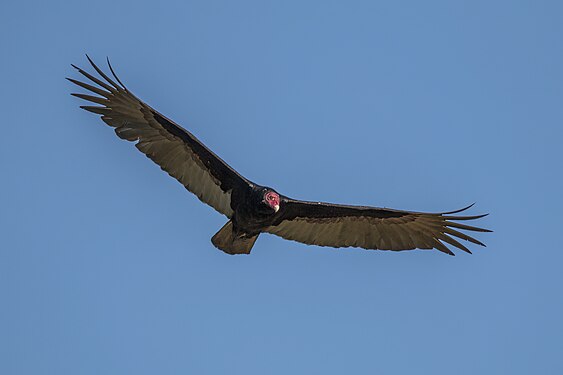 Turkey vulture (Cathartes aura) in flight, Cuba (created and nominated by Charlesjsharp)