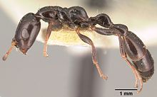 Tetraponera sahlbergii casent0101052 profile 1.jpg