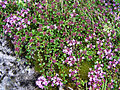 Thymus alpestris