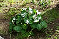 Trillium angustipetalum