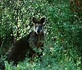 Wallaby, Tamworth, NSW, Australien