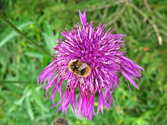 Centaurée scabieuse - Centaurea scabiosa