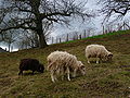 Moutons d'Ouessant 12