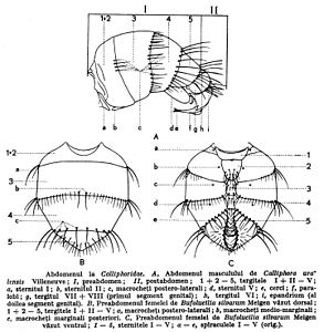 Odwłoki plujkowatych. A – samiec Calliphora uralensis (widok boczny) : I: przedodwłok (praeabdomen), II zaodwłok (postabdomen), od 1+2 do 5: kolejne tergity, a pierwsze sternum, b: drugie sternum, c: szczecinki tylno-boczne, d: piąte sternum, e: przysadki odwłokowe, f: surstyli, g zlane tergity siódmy i ósmy, h: tergit szósty, i: epandrium. B – przedodwłok samicy Bufolucilia silvarum (widok grzbietowy): od 1+2 do 5: kolejne tergity, a: szczecinki tylno-boczne, b: szczecinki środkowo-brzegowe, c: szczecinki tylno-brzegowe. C: przedodwłok samicy Bufolucilia silvarum (widok brzuszny): od 1 do 5: kolejne sternity, od a do e: kolejne przetchlinki