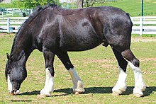 Cheval noir et blanc vu de profil broutant, dont le bas des jambes est rasé.