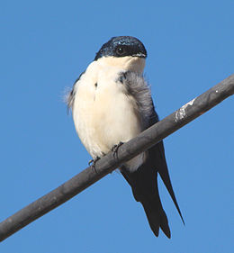 Pygochelidon cyanoleuca