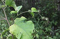 Arctium nemorosum