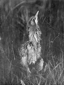 monochrome photograph of a resting bittern, partially hidden by reeds or grass, with its neck elongated, its beak pointed almost vertically upwards and its feathers fluffed up