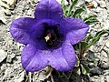 Campanula alpestris