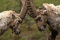 * Nomination Two male Alpine ibex fighting in Gran Paradiso national park. By User:Todi.leggieri --Civvì 18:56, 15 October 2024 (UTC) * Promotion  Support Borderline resolution, but acceptable as this is a sharp, well-composed shot of a moving subject. --Benjism89 21:22, 15 October 2024 (UTC)