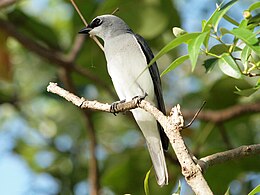 Pápua kakukkgébics (Coracina papuensis)