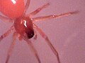 Florinda coccinea (Blacktailed Red Sheetweaver) (Eyes)