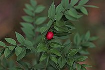 Ruscus aculeatus portant un fruit