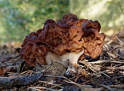 Gyromitra esculenta (26718909917).jpg