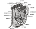 橄欖體（英语：Olivary body）中的延髓