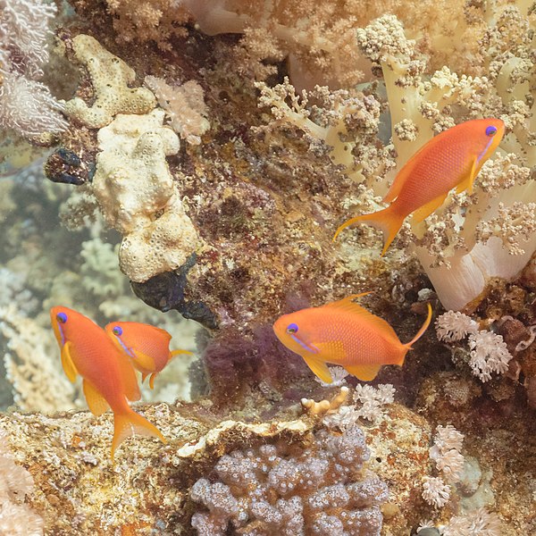 File:Grupo de anthias cola de lira (Pseudanthias squamipinnis), parque nacional Ras Muhammad, Egipto, 2022-03-27, DD 60.jpg