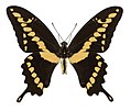 Papilio rumiko