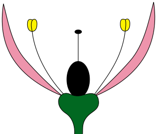 Monochlamydeous perianth with corolla only or homochlamydeous perigonium with tepals