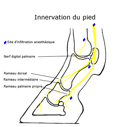 Schéma montrant l'innervation du pied.